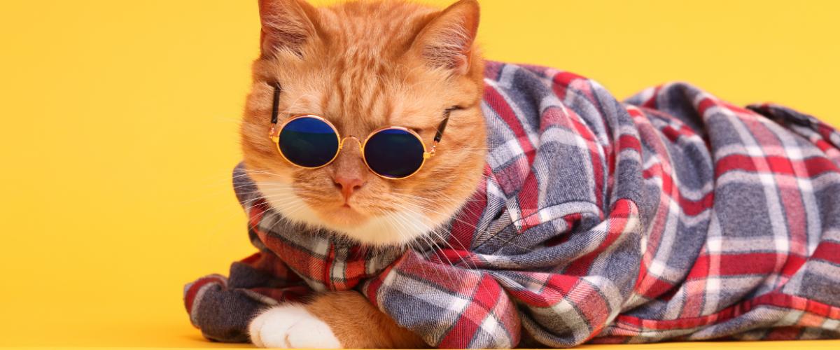 Pet Essentials whatsapp image 2025 09 24 at 11.10.11 am