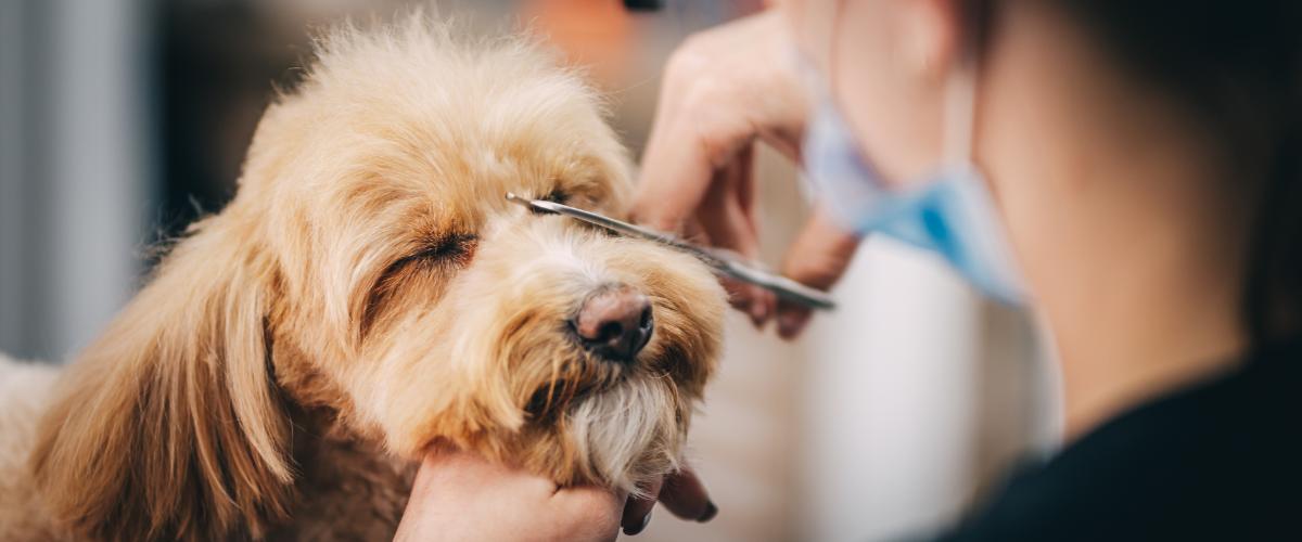 Pet Essentials whatsapp image 2025 09 24 at 11.10.13 am(18)