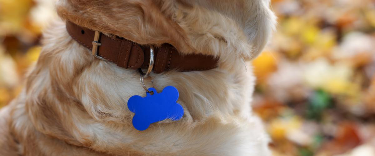 Pet Essentials whatsapp image 2025 09 24 at 11.10.13 am(24)