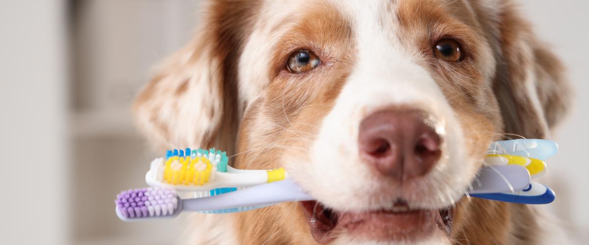 Pet Essentials whatsapp image 2025 09 24 at 11.10.13 am(28)