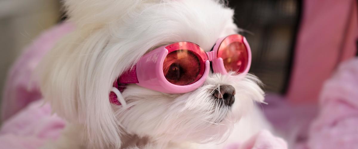 Pet Essentials whatsapp image 2025 09 24 at 11.10.13 am(30)