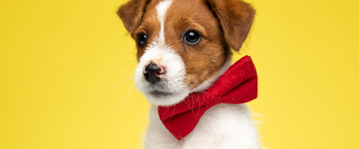 Pet Essentials whatsapp image 2025 09 24 at 11.10.13 am(31)