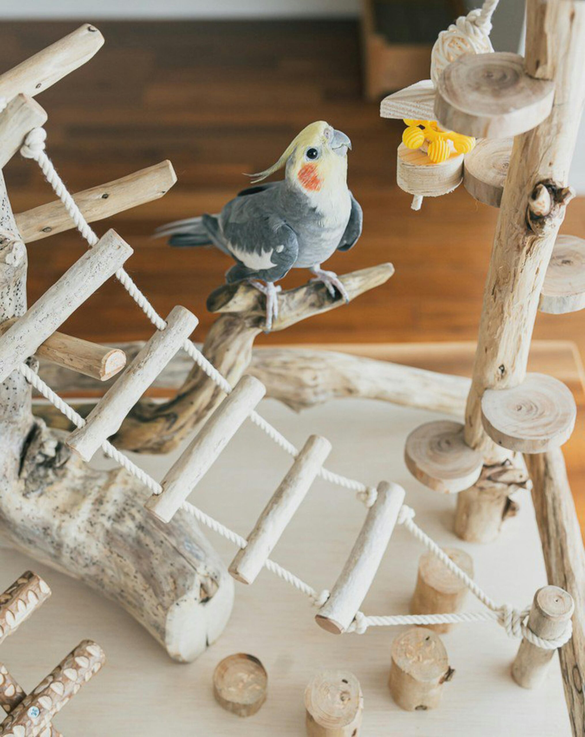 Pet Essentials Charming cockatiel perched on a miniature wooden playground indoors.