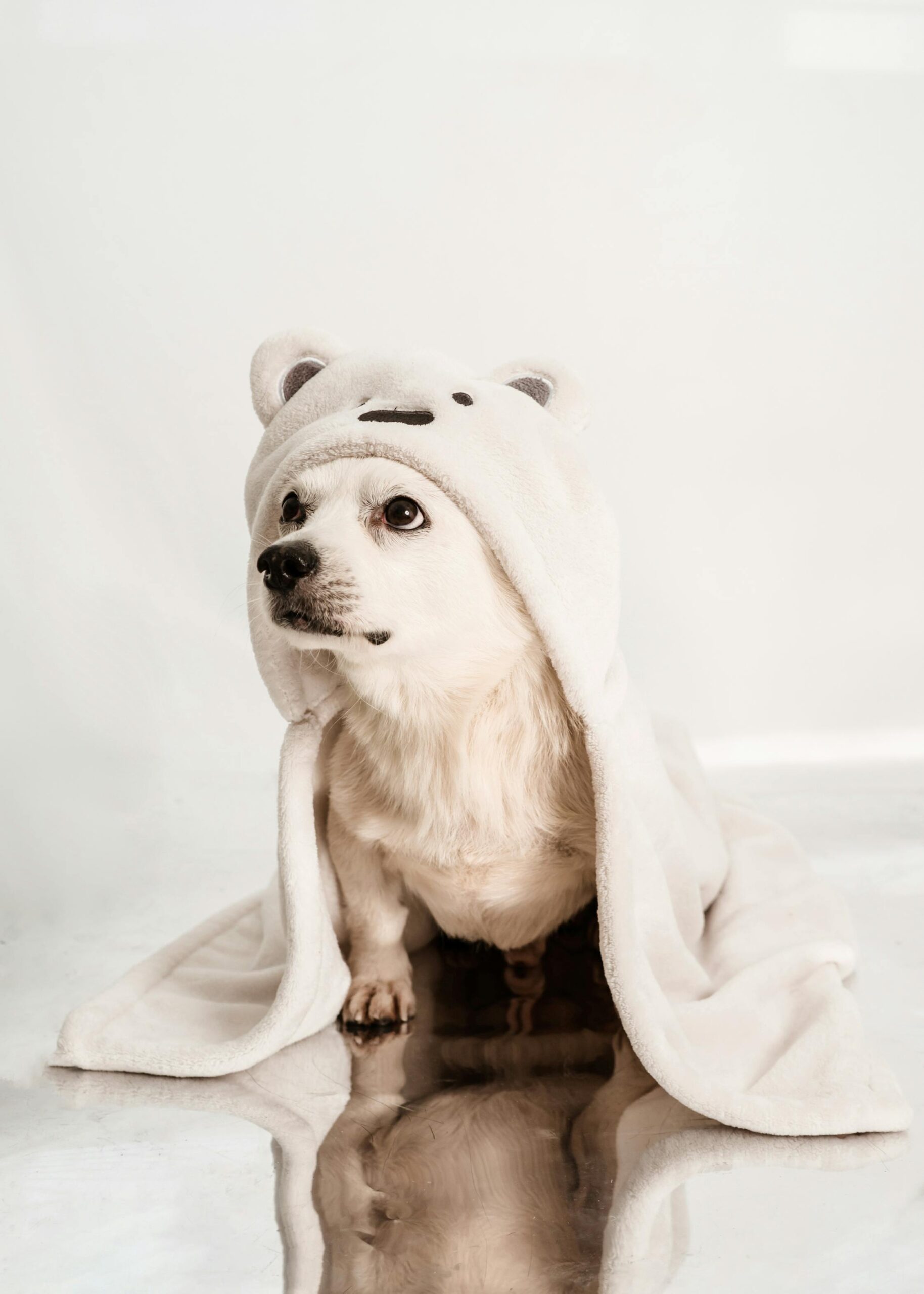 Pet Essentials Adorable small white dog in a bear-hood blanket on a reflective white surface, perfect for pet-themed projects.