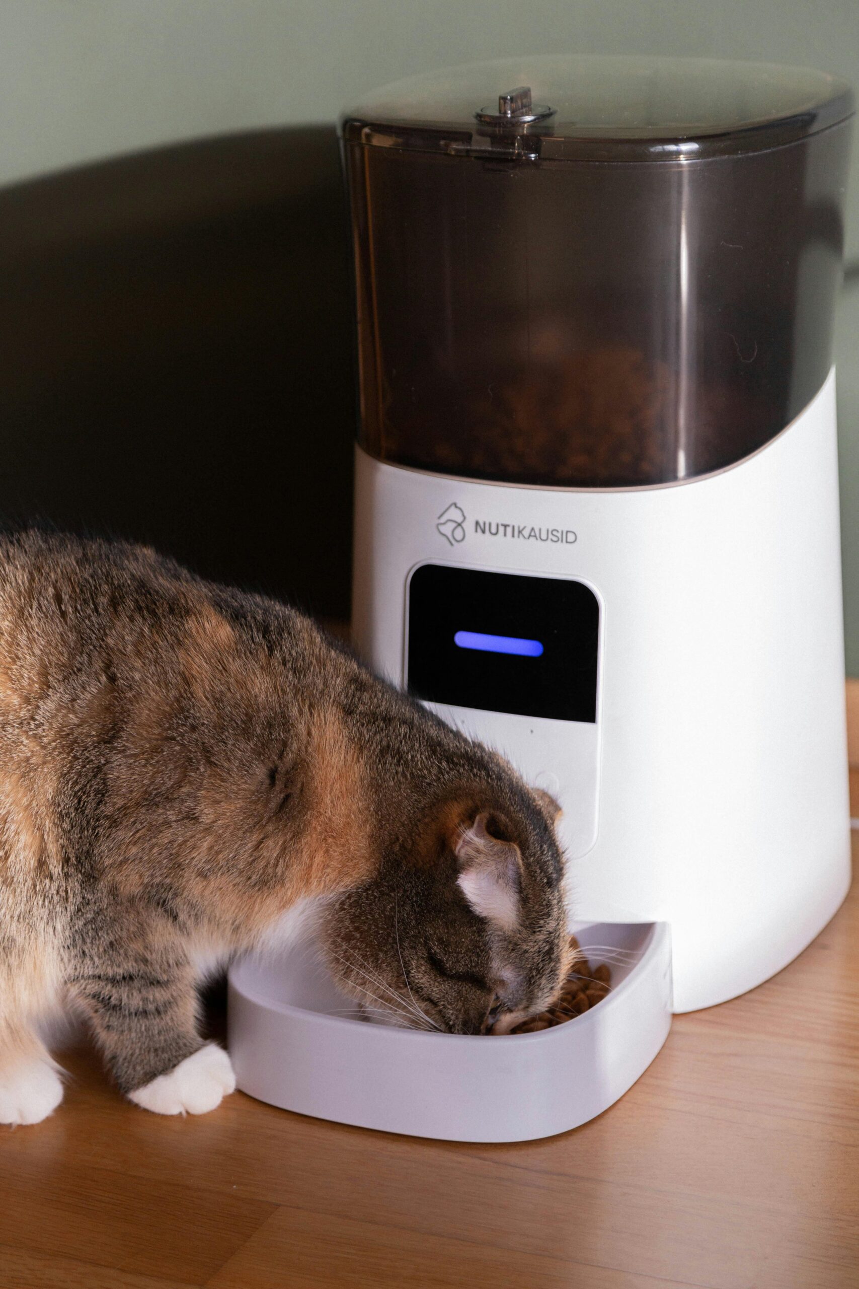 Pet Essentials A domestic cat eating from an automatic pet feeder indoors. Perfect for pet lifestyle concepts.