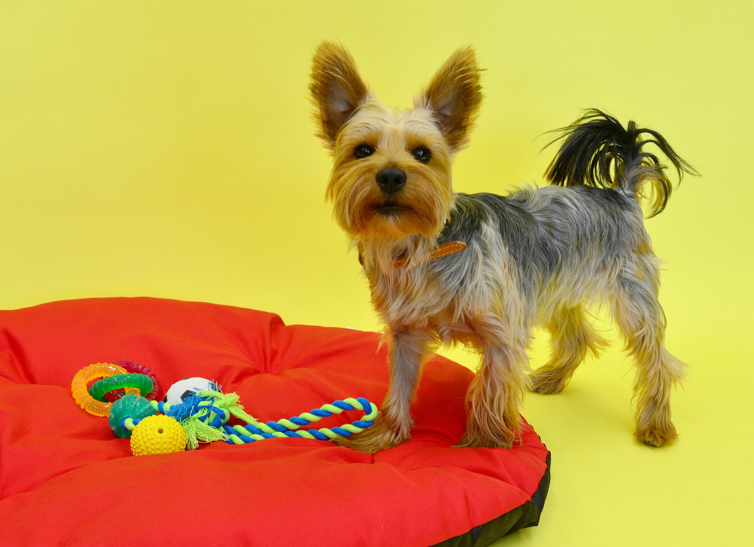 Pet Essentials Cute Yorkshire Terrier on a red pillow with colorful toys on a vibrant yellow background.