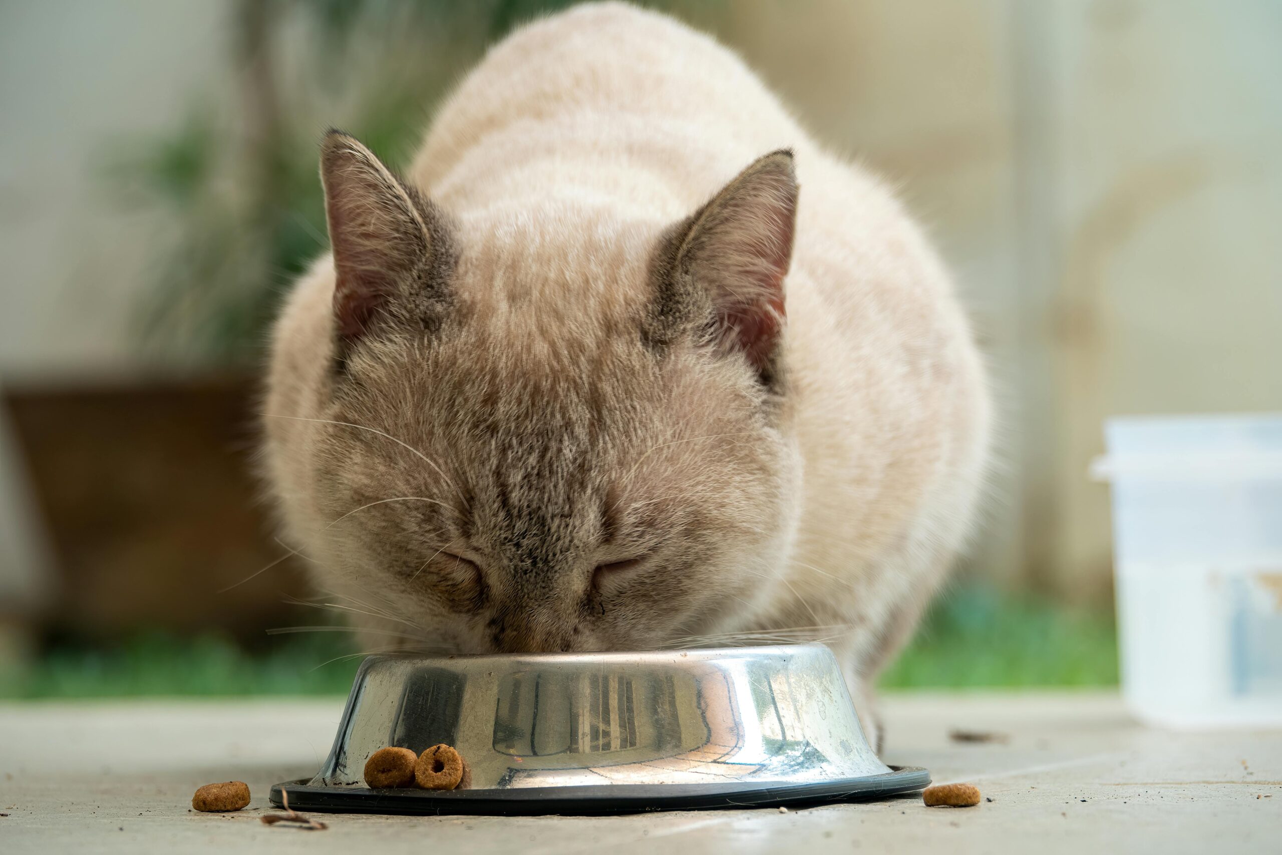 Pet Essentials A Siamese cat enjoys a meal from a metal bowl outdoors in Jakarta, Indonesia.
