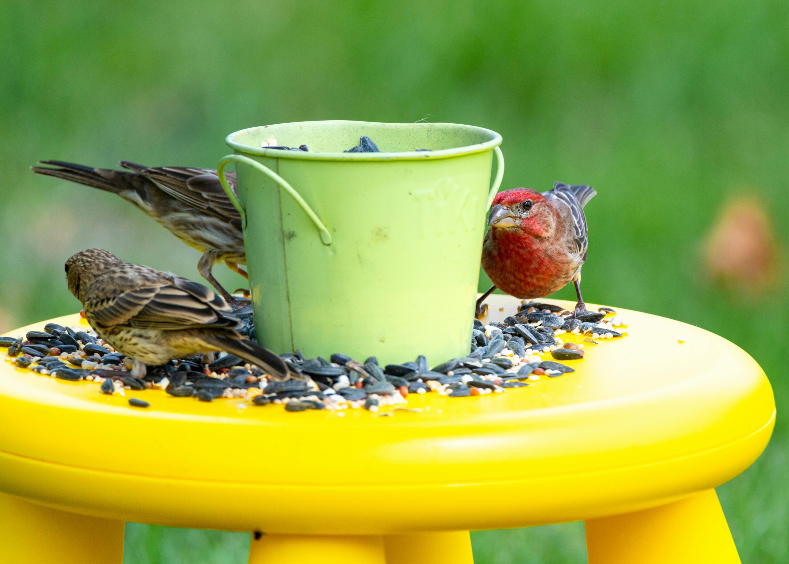 Pet Essentials Finches gather around a green bucket on a yellow table, enjoying bird seeds outdoors.