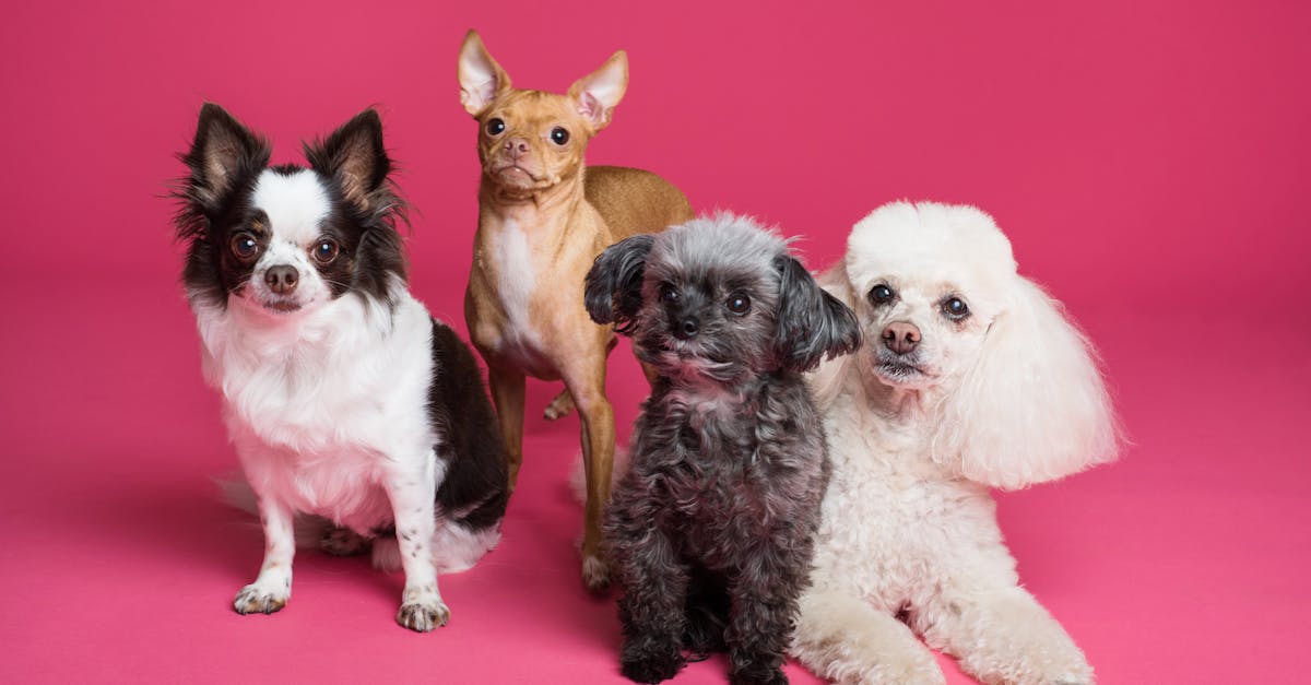 Grooming Services A charming group of small dogs posed against a vibrant pink backdrop, radiating cuteness.