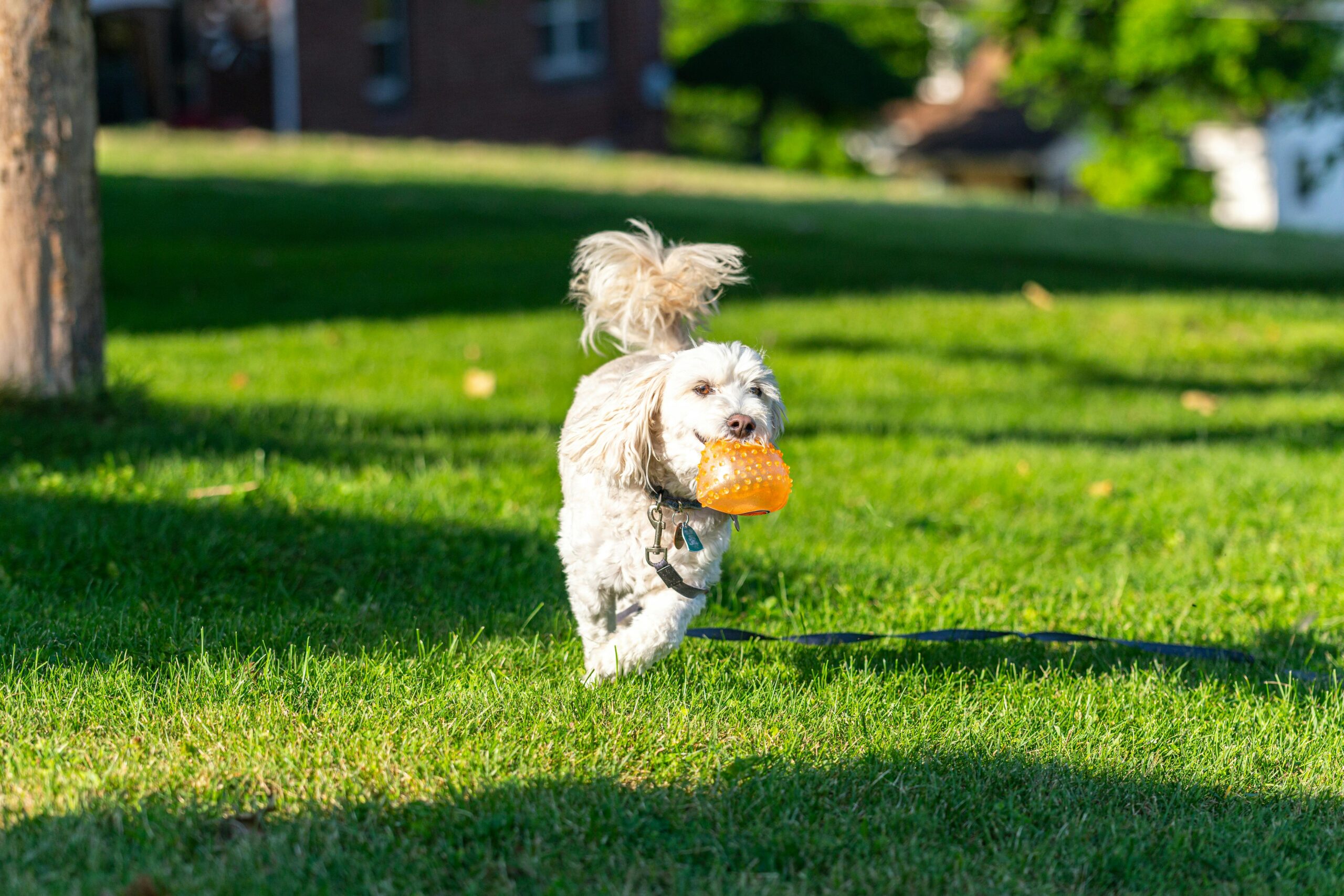 Pet Essentials A playful poodle enjoys fetching an orange ball in a sunny park setting.