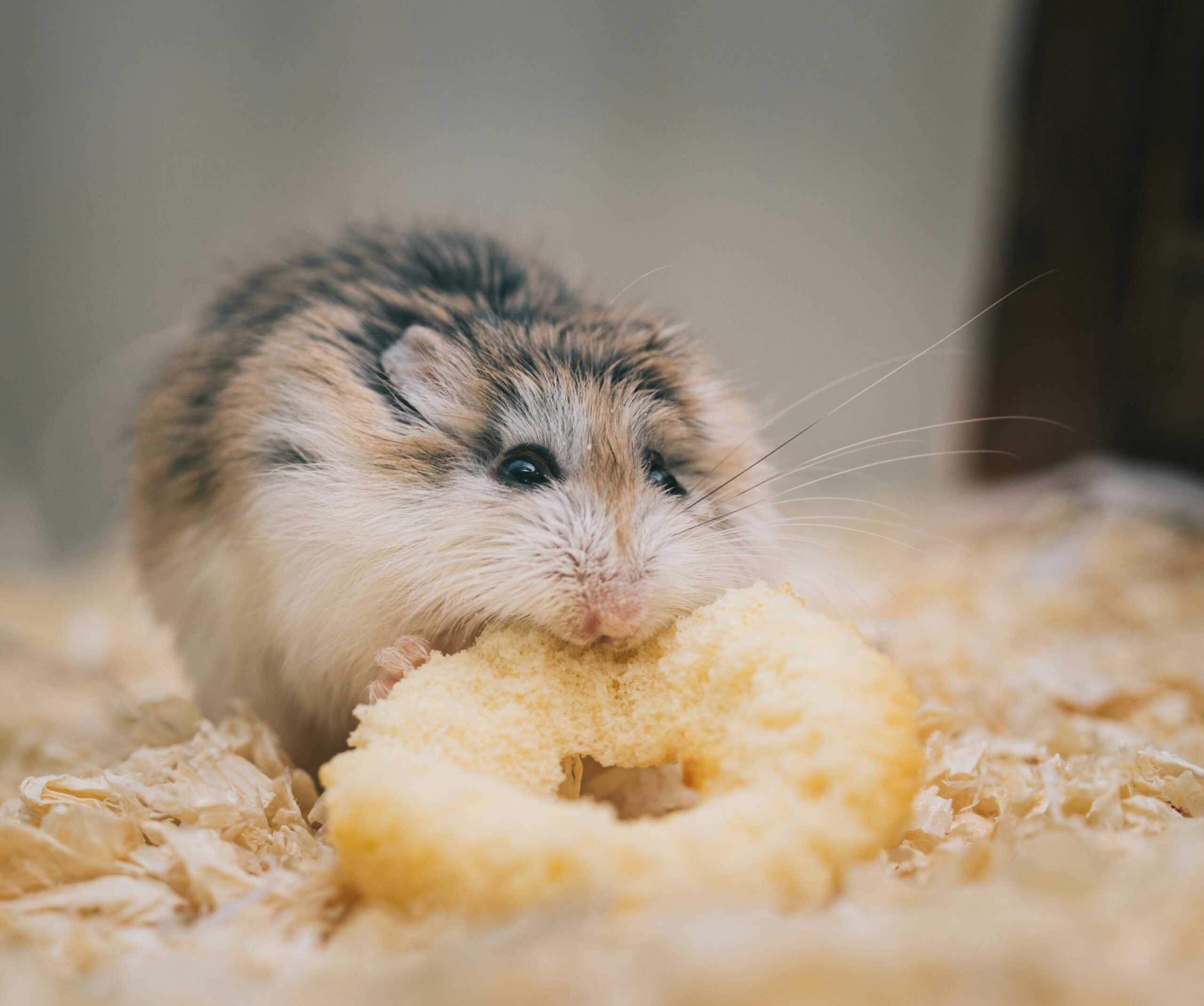 Pet Essentials Close-up of a cute hamster nibbling on a circular snack in a cozy setting.