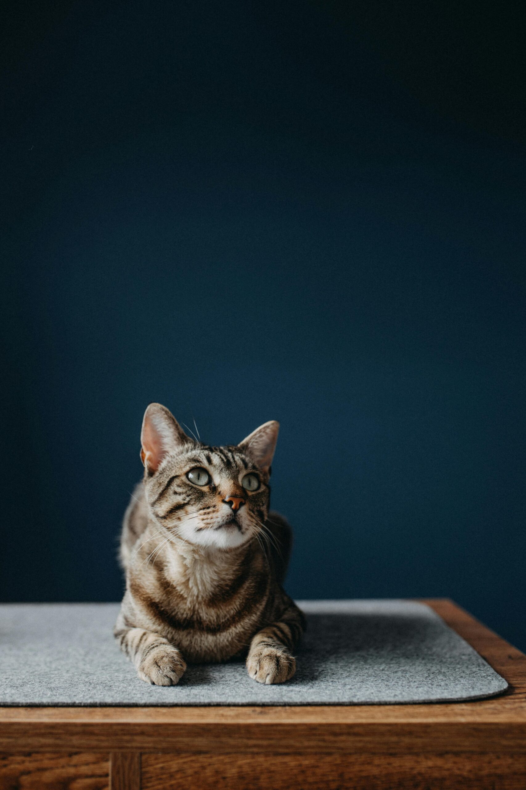 Pet Essentials A serene tabby cat sits calmly indoors on a mat, gazing upward with bright eyes.