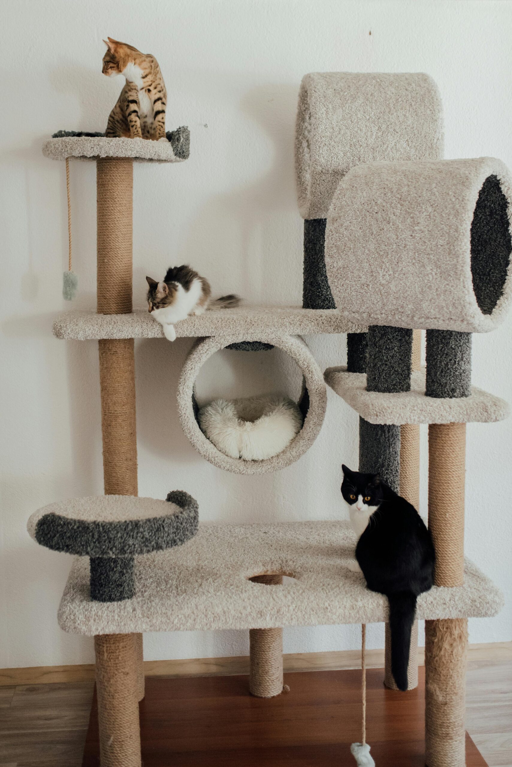 Pet Essentials Three cats on a multi-level cat tree indoors, exhibiting playful behavior.
