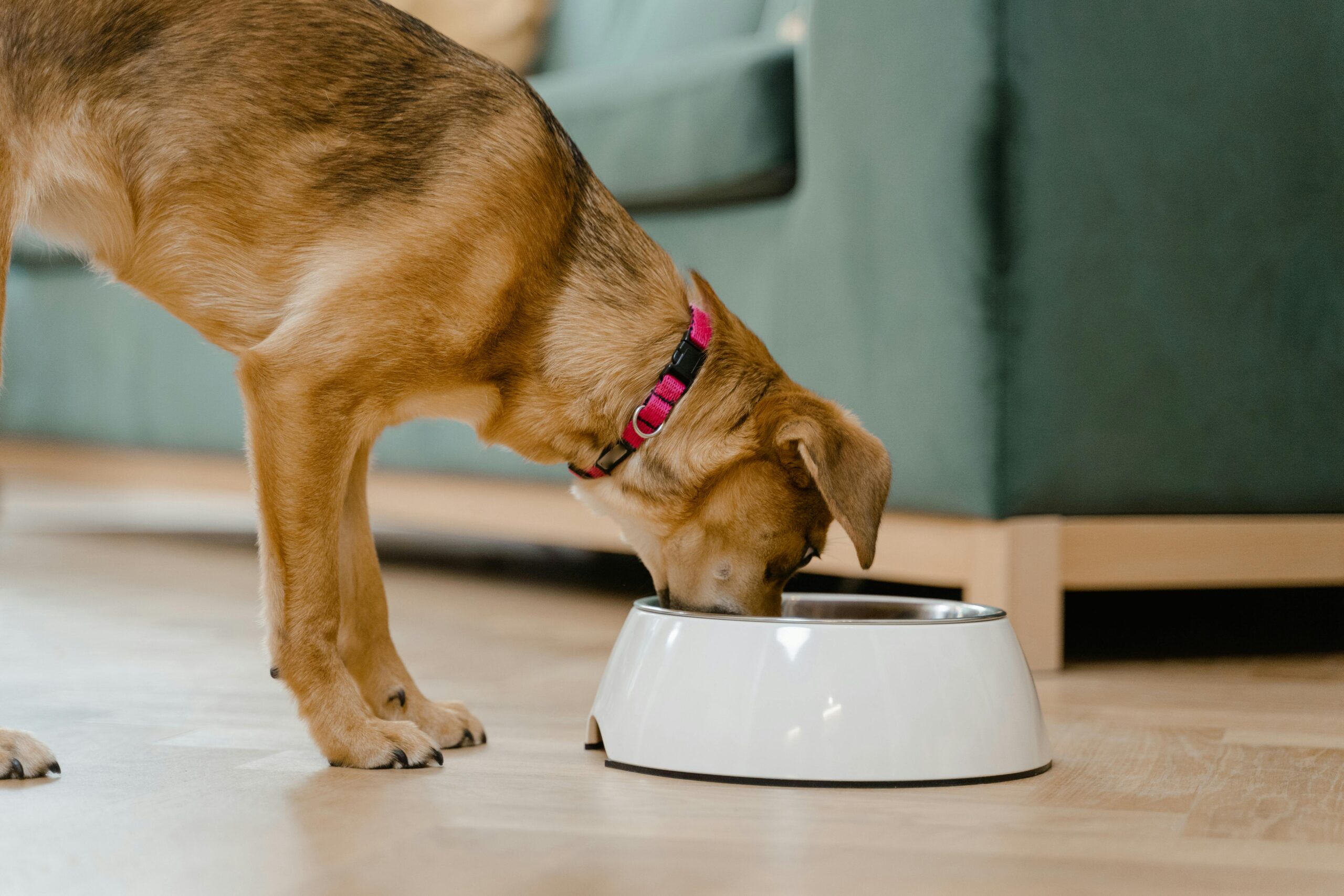 Pet Essentials A domestic dog wearing a pink collar eats from a white bowl inside a home.