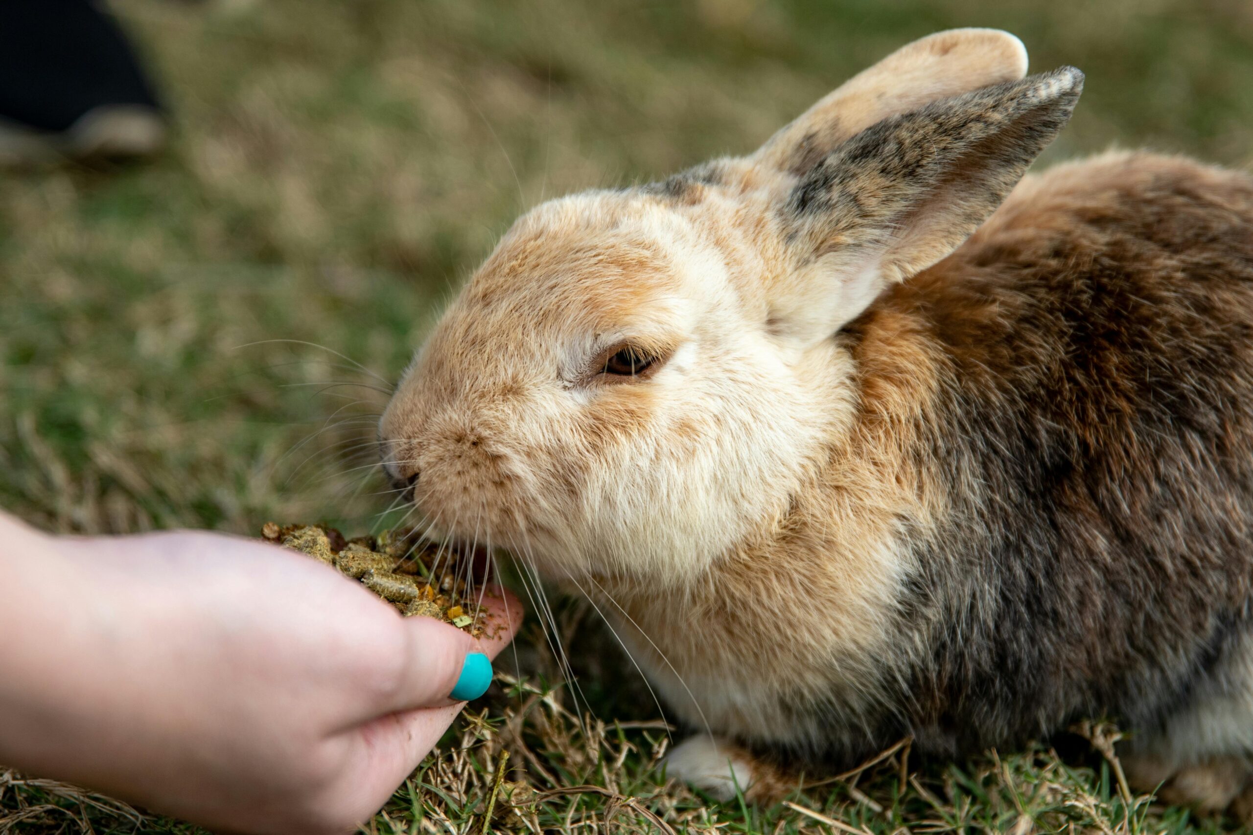 Pet Essentials Close-up of a cute rabbit eating from a hand in a grassy outdoor setting.